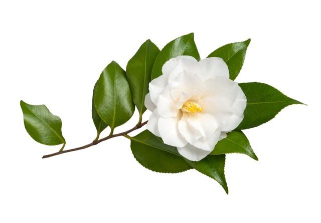 山茶花读不懂白玫瑰是什么意思？山茶花读不懂白玫瑰背后故事
