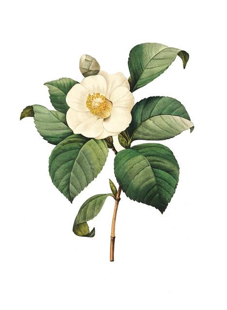 山茶花读不懂白玫瑰是什么意思？山茶花读不懂白玫瑰背后故事