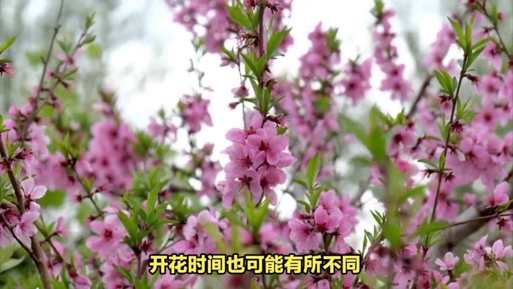 桃花的花期是多少天？花什么时候开花？