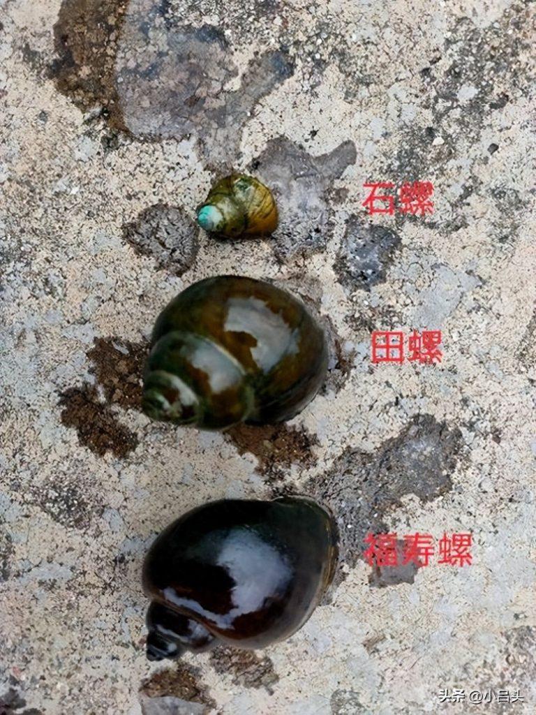 福寿螺可以吃吗？福寿螺为啥不能吃？