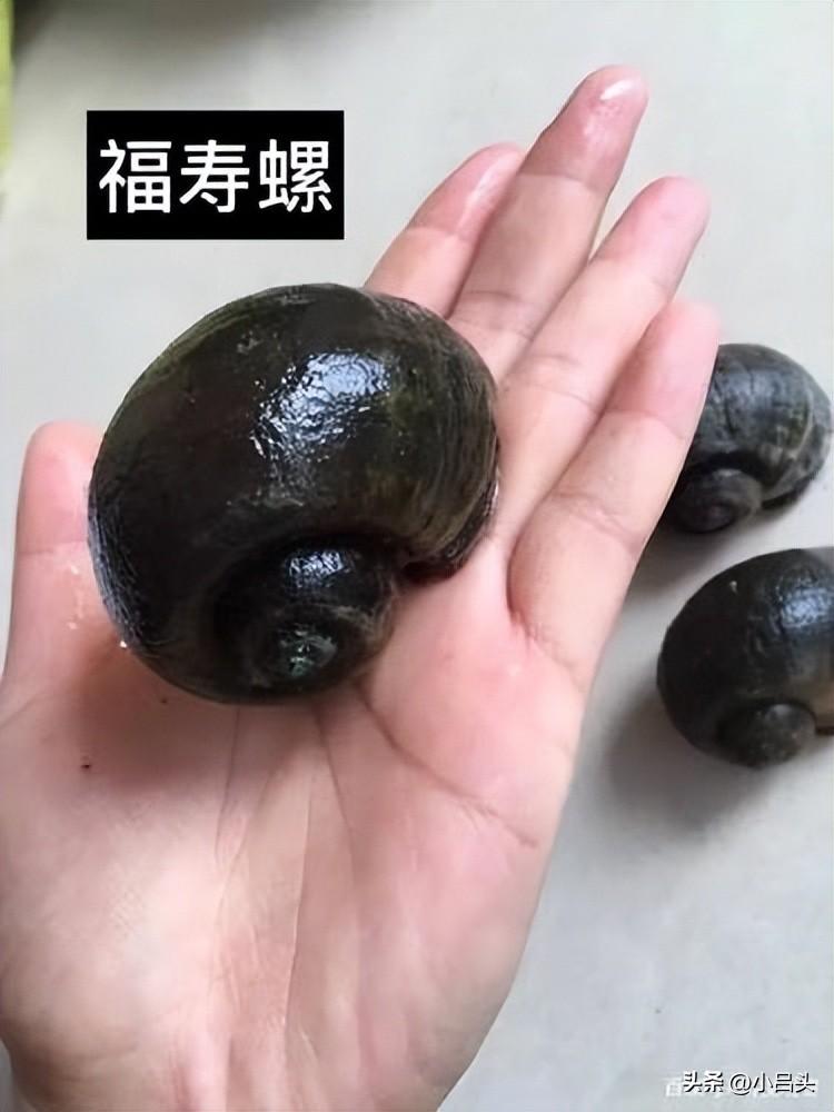 福寿螺可以吃吗？福寿螺为啥不能吃？