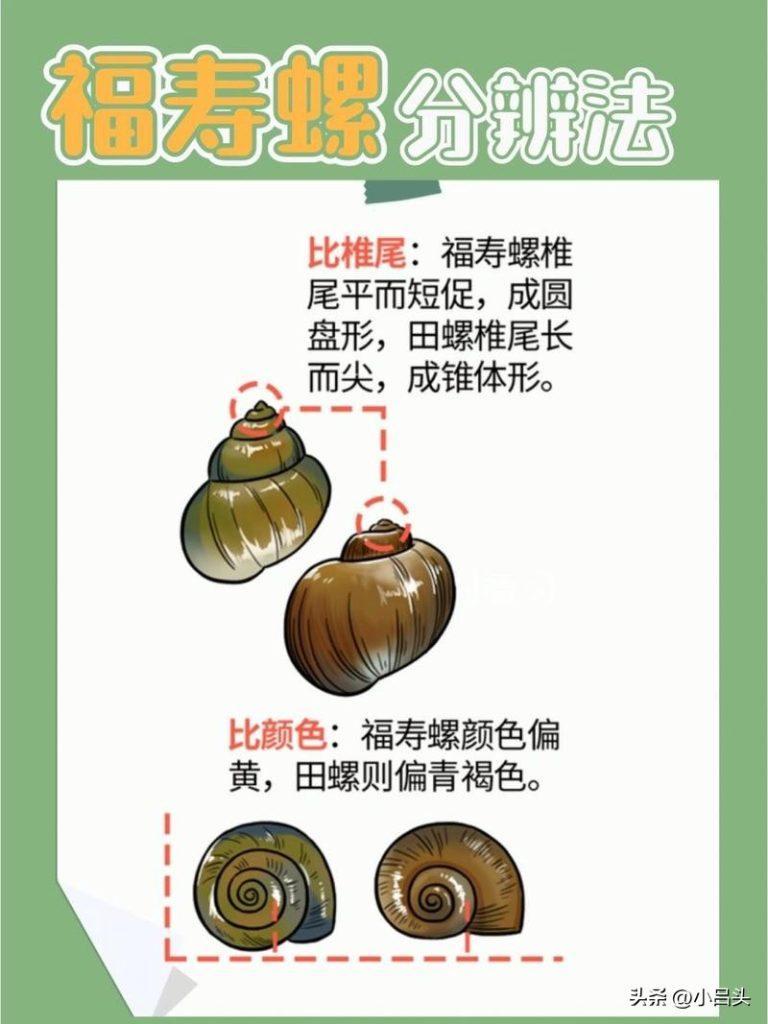 福寿螺可以吃吗？福寿螺为啥不能吃？